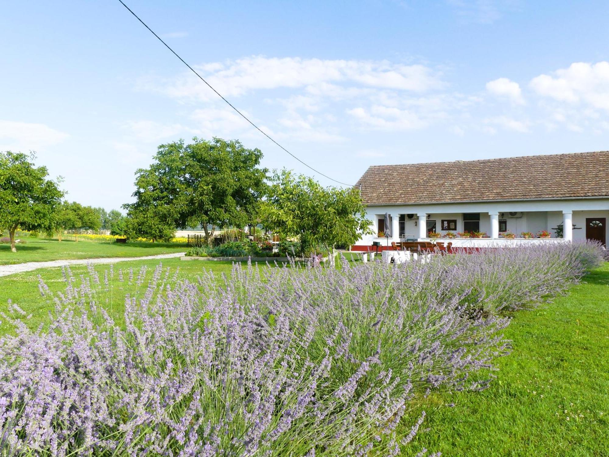Tisza White House Bed & Breakfast Tiszaszolos Eksteriør bilde